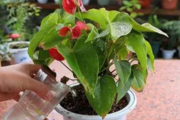 红掌的养殖方式，春秋季节每隔3天浇一次水