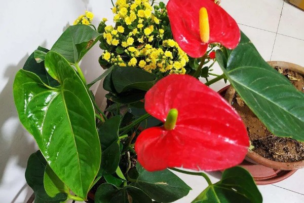 红掌的养殖方式，春秋季节每隔3天浇一次水