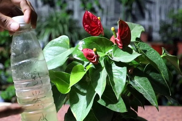 红掌的养殖方式，春秋季节每隔3天浇一次水