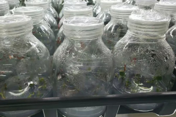 红掌的养殖方式，春秋季节每隔3天浇一次水