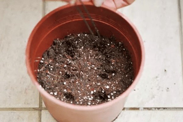 红掌的养殖方式，春秋季节每隔3天浇一次水