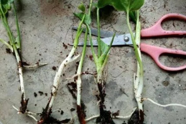 红掌的养殖方式，春秋季节每隔3天浇一次水