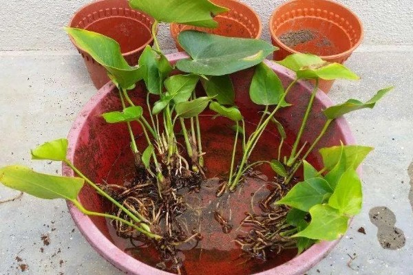 红掌的养殖方式，春秋季节每隔3天浇一次水