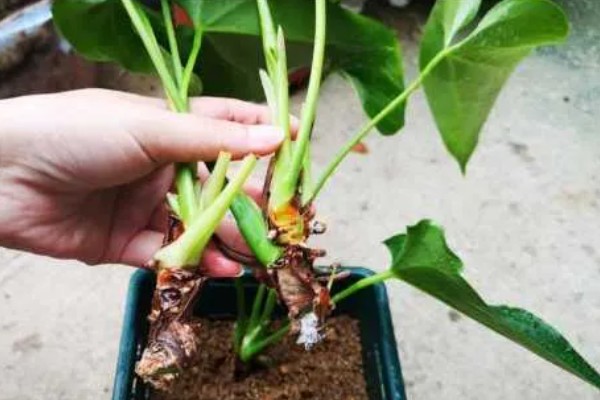 红掌的养殖方式，春秋季节每隔3天浇一次水