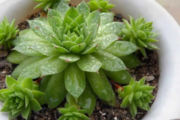 景天科观音莲为何叶片下垂，温度低、浇水过多等因素所致