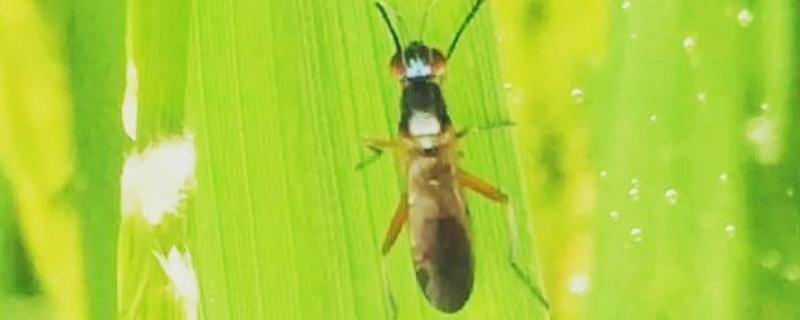 稻杆潜蝇对水稻的危害及影响，幼虫蛀入茎内为害心叶