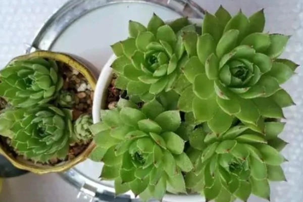 景天科观音莲为何叶片下垂，温度低、浇水过多等因素所致