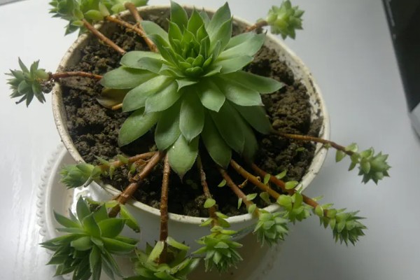 景天科观音莲为何叶片下垂，温度低、浇水过多等因素所致