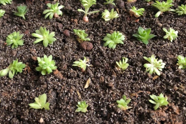 景天科观音莲为何叶片下垂，温度低、浇水过多等因素所致