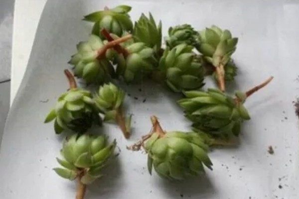 景天科观音莲为何叶片下垂，温度低、浇水过多等因素所致