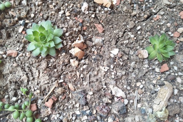 景天科观音莲为何叶片下垂，温度低、浇水过多等因素所致