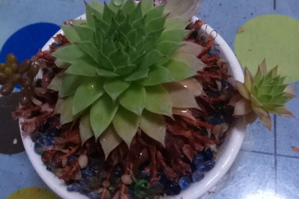 景天科观音莲为何叶片下垂，温度低、浇水过多等因素所致