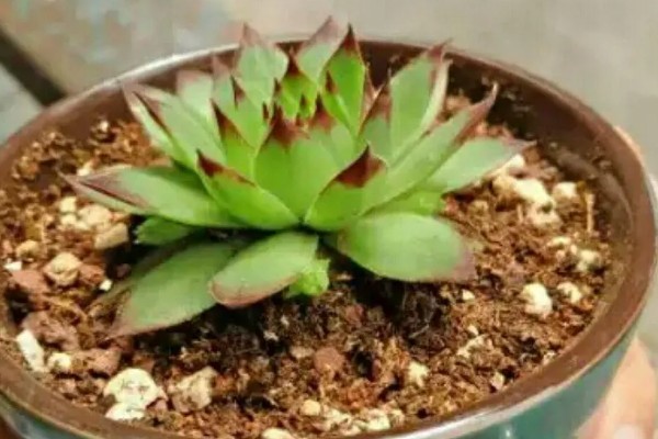 景天科观音莲为何叶片下垂，温度低、浇水过多等因素所致