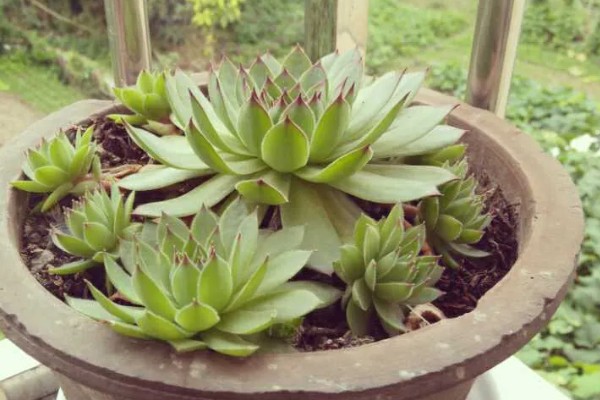 景天科观音莲为何叶片下垂，温度低、浇水过多等因素所致