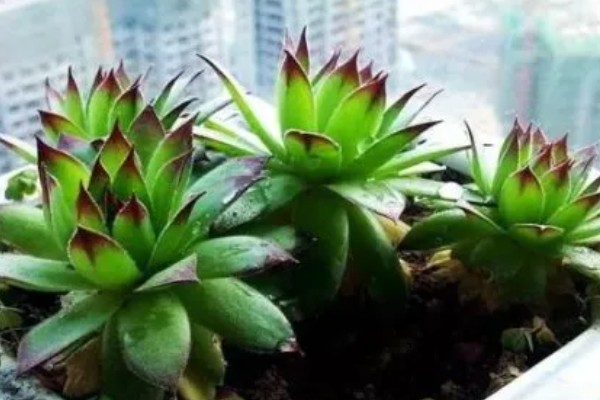 景天科观音莲为何叶片下垂，温度低、浇水过多等因素所致