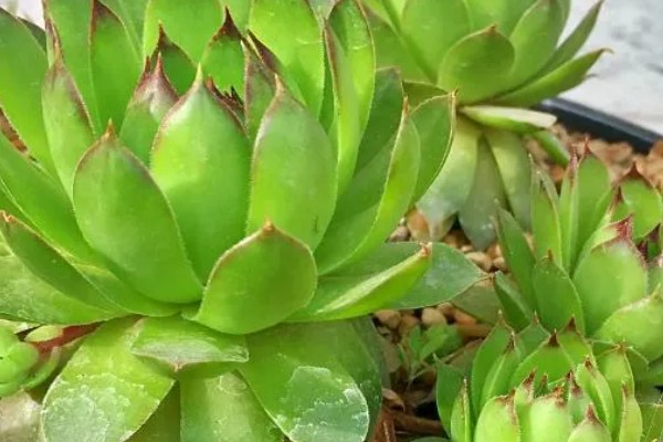 景天科观音莲为何叶片下垂，温度低、浇水过多等因素所致