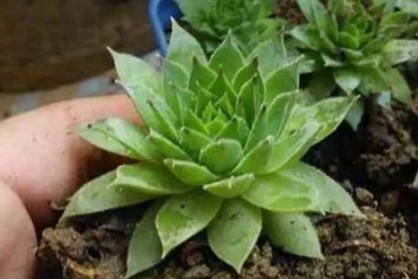 景天科观音莲为何叶片下垂，温度低、浇水过多等因素所致