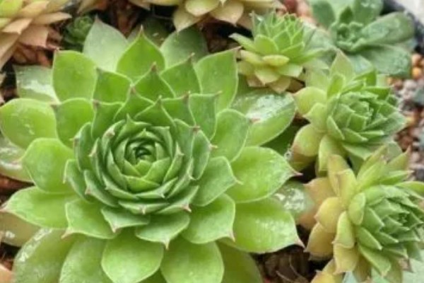 景天科观音莲为何叶片下垂，温度低、浇水过多等因素所致