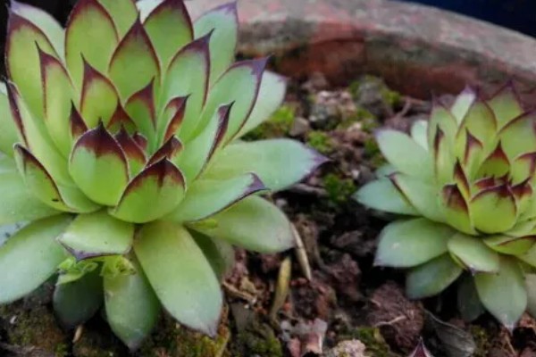 景天科观音莲为何叶片下垂，温度低、浇水过多等因素所致