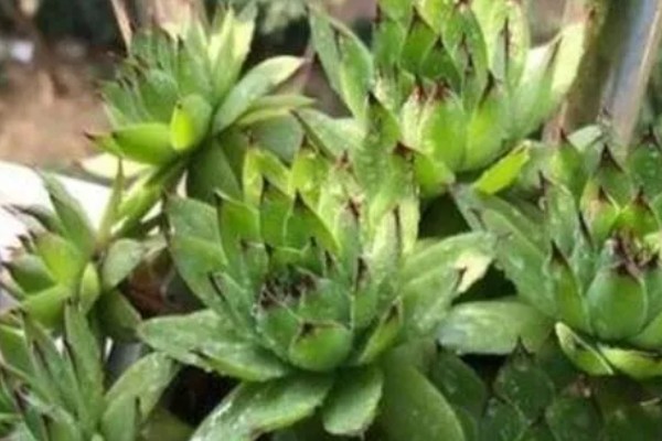 景天科观音莲为何叶片下垂，温度低、浇水过多等因素所致