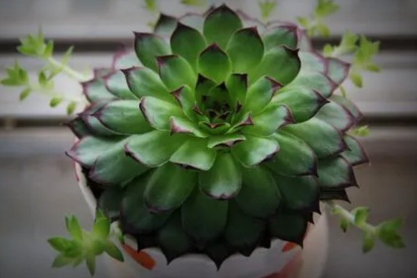 景天科观音莲为何叶片下垂，温度低、浇水过多等因素所致