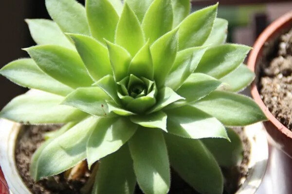 景天科观音莲为何叶片下垂，温度低、浇水过多等因素所致