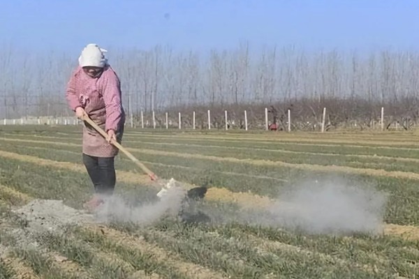 使用草木灰要注意什么，可做底肥和追肥