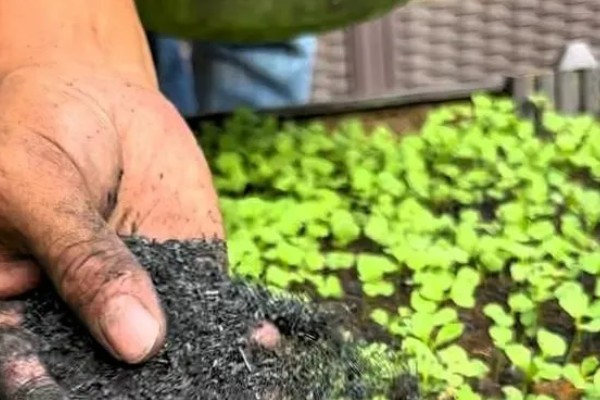 使用草木灰要注意什么，可做底肥和追肥