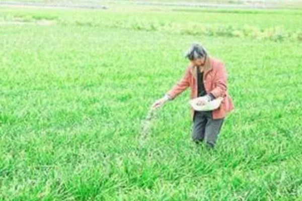 使用草木灰要注意什么，可做底肥和追肥