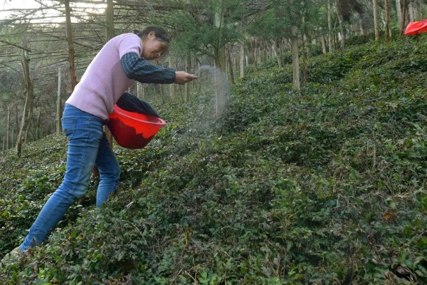 使用草木灰要注意什么，可做底肥和追肥