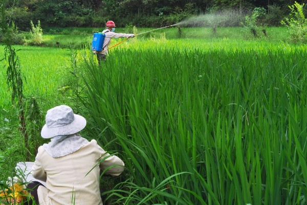 使用除草剂为什么发生药害，可能是环境不合适