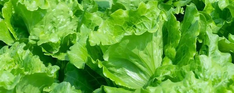 生菜与春菜的区别，品种和外形均不同