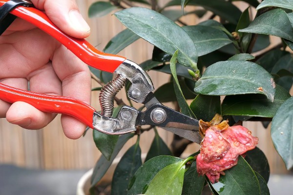 耐冬花如何修剪,一般一年进行一次修剪