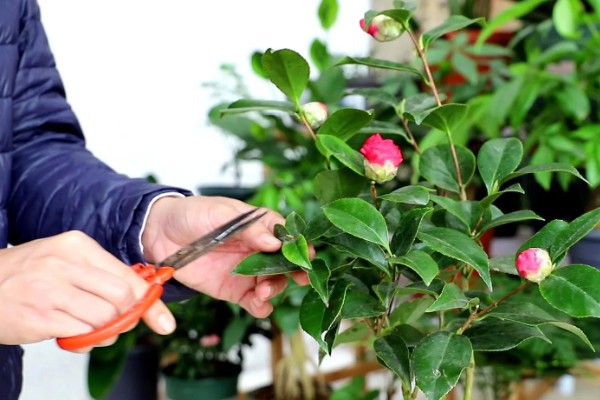 耐冬花如何修剪,一般一年进行一次修剪