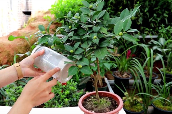 耐冬花如何修剪,一般一年进行一次修剪