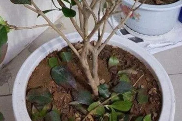 耐冬花如何修剪,一般一年进行一次修剪