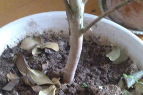 耐冬花如何修剪,一般一年进行一次修剪