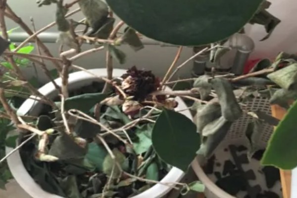 耐冬花如何修剪,一般一年进行一次修剪