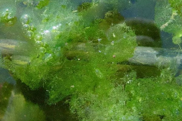 鱼塘青苔怎么治理，搭建遮阳网可抑制青苔生长