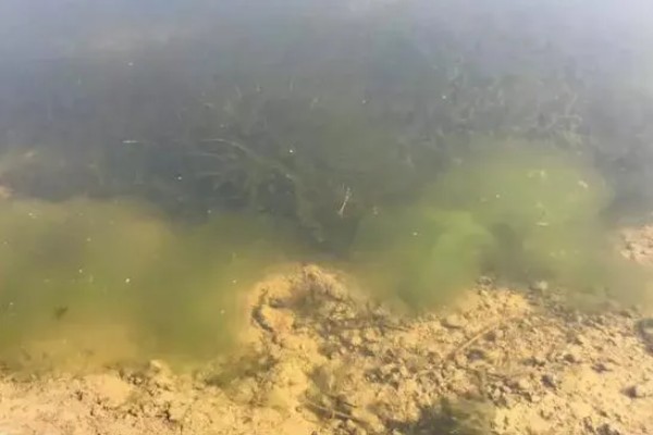 鱼塘青苔怎么治理，搭建遮阳网可抑制青苔生长