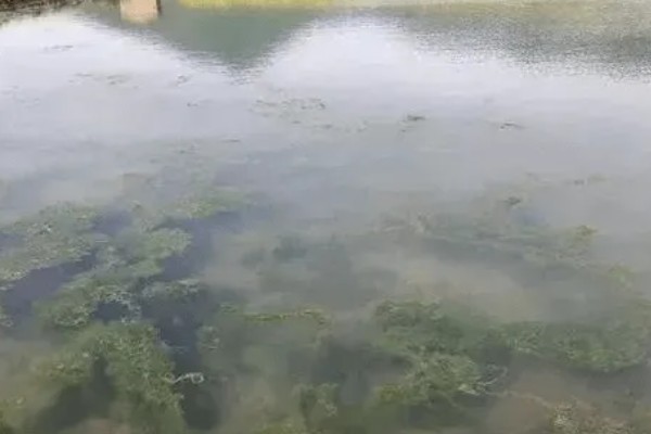 鱼塘青苔怎么治理，搭建遮阳网可抑制青苔生长