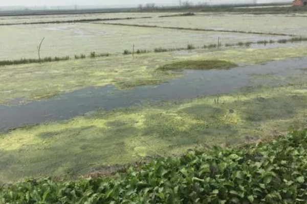 鱼塘青苔怎么治理，搭建遮阳网可抑制青苔生长