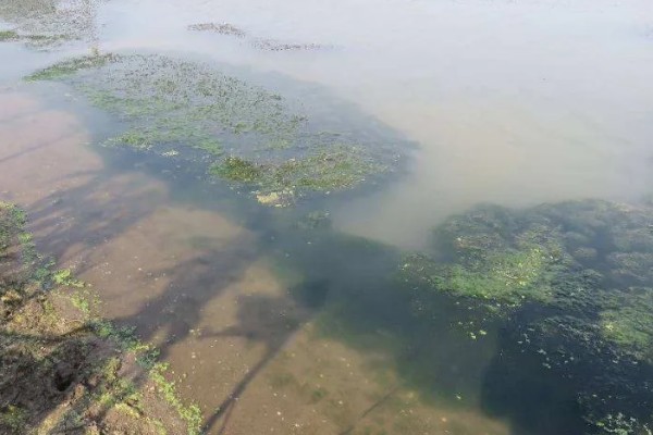 鱼塘青苔怎么治理，搭建遮阳网可抑制青苔生长