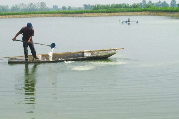 鱼塘青苔怎么治理，搭建遮阳网可抑制青苔生长