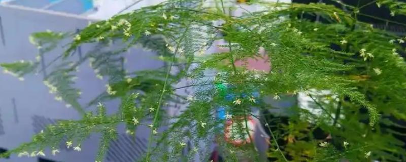 文竹什么时候开花，环境适宜3年之内就会开花