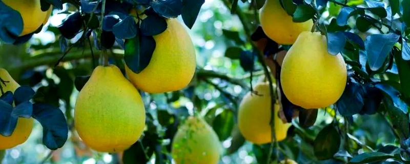 柚子树冻伤后如何处理，需科学施肥