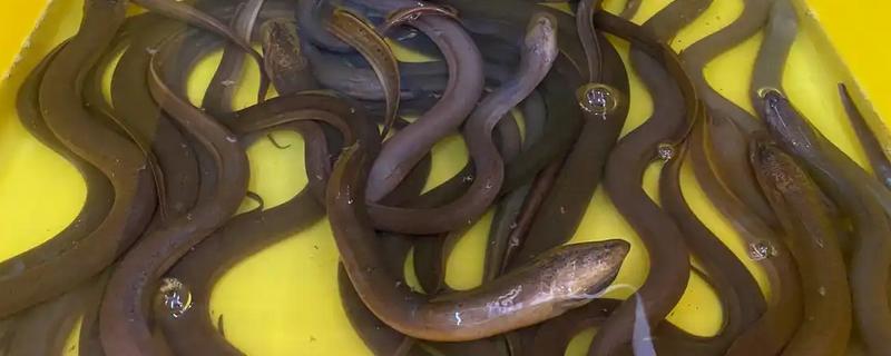 鳗鱼买回来放水里养会不会死，通常可存活7天左右