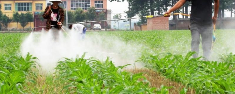 除草剂如何混用除草效果好，常见以下5种混剂