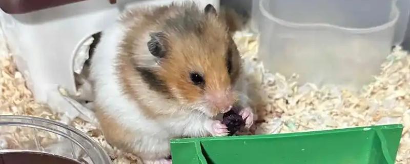 怎么预防仓鼠湿尾，及时更换吸水效果好的垫材
