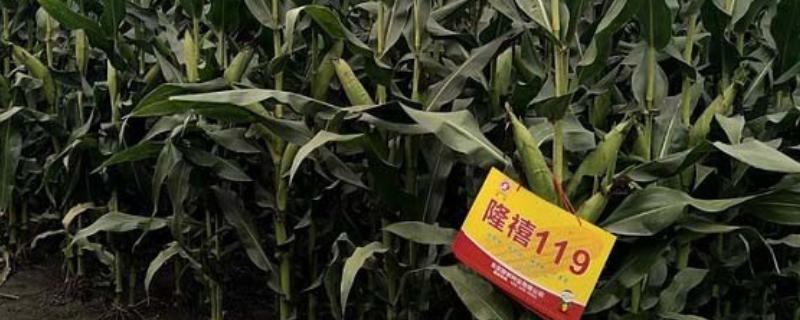 隆禧119玉米种的特征特性，生育期为127天左右